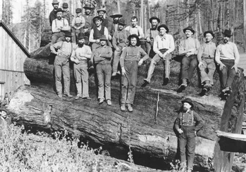 Holzfäller in Kalifornien, 1891